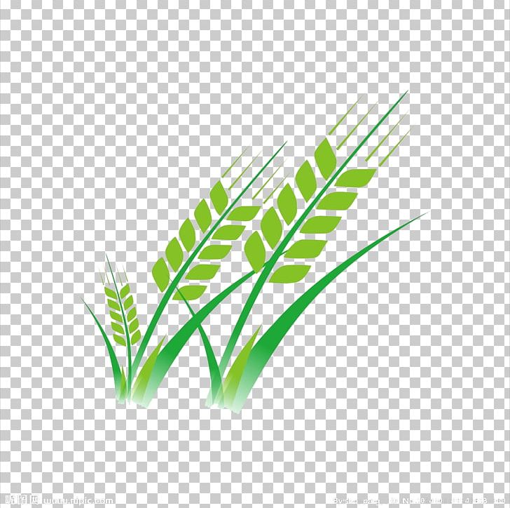 Wheat PNG, Clipart, Adobe Illustrator, Angle, Background Green, Computer Graphics, Crops Free PNG Download