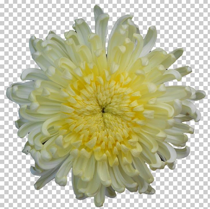 Chrysanthemum Transvaal Daisy Petal PNG, Clipart, Aster, Chrysanthemum, Chrysanths, Corn, Daisy Family Free PNG Download