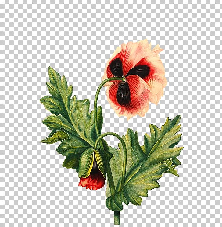Flower Drawing Poppy PNG, Clipart, Anemone, Annual Plant, Art, Decoupage, Digital Scrapbooking Free PNG Download