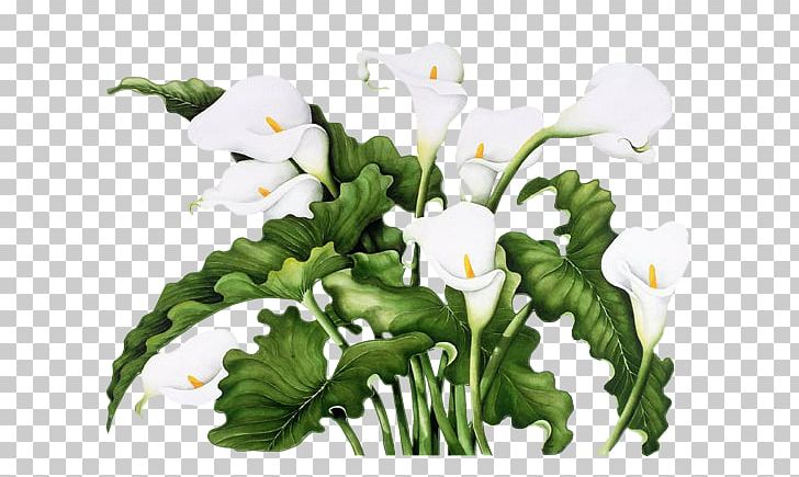 Flower White Fleur Blanche Animaatio PNG, Clipart, Animaatio, Blog, Calla, Common Daisy, Cut Flowers Free PNG Download