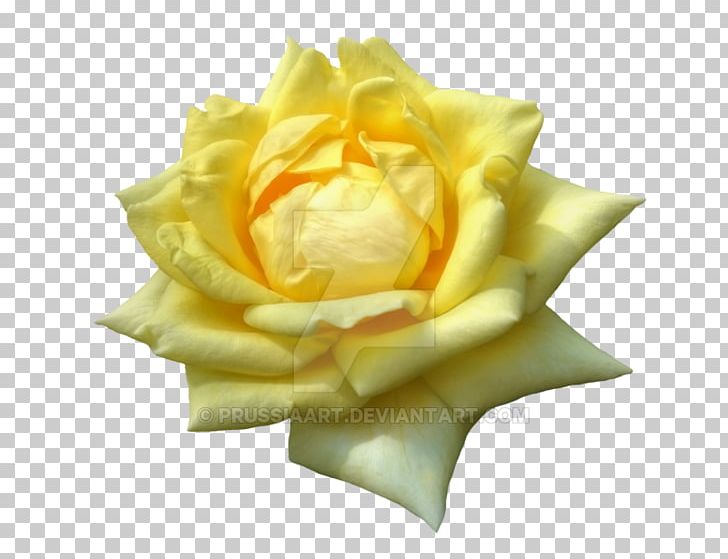 Garden Roses Yellow Flower Petal PNG, Clipart, Black Rose, Cut Flowers, Desktop Wallpaper, Flower, Flower Bouquet Free PNG Download
