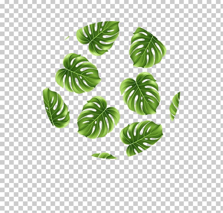 Leaf Green Tree PNG, Clipart, Aloha, Bohemian, Green, Greenery, Leaf Free PNG Download