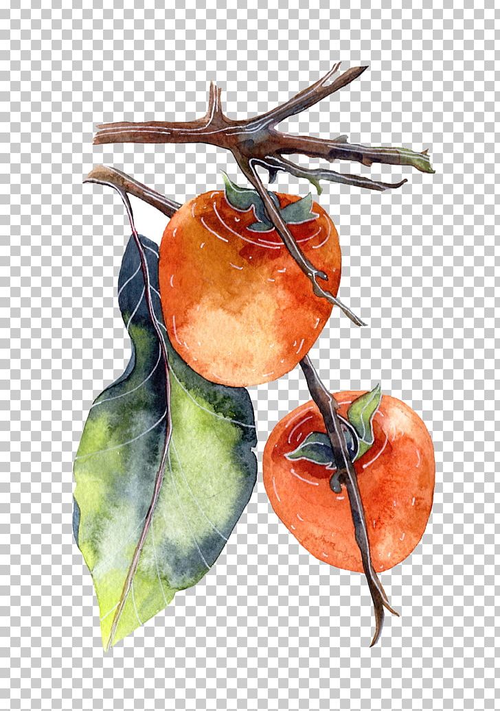 Persimmon Watercolor Painting Poster Illustration PNG, Clipart, Apple, Diospyros, Drawing, Ebony Trees And Persimmons, Food Free PNG Download