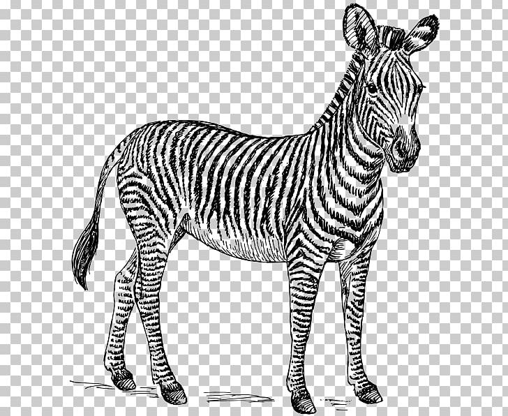 Zebra Black And White Zorse PNG, Clipart, Animal Figure, Animals, Black And White, Clip Art, Donkey Free PNG Download