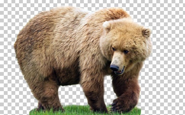 Bear PNG, Clipart, Bear Free PNG Download