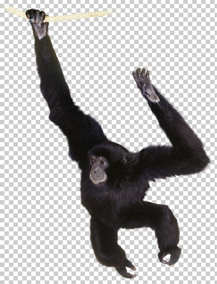 Gorilla Common Chimpanzee Gibbon Primate Orangutan PNG, Clipart, Animal, Animals, Ape, Arm, Black Crested Gibbon Free PNG Download
