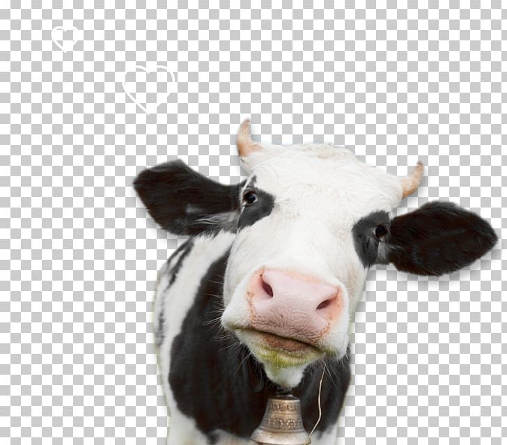 Milk Holstein Friesian Cattle Dairy Pasture Sheep PNG, Clipart, Business, Business Plan, Cattle, Cattle Like Mammal, Cow Free PNG Download