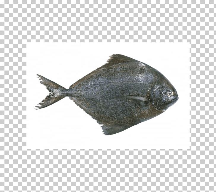 Pampus Argenteus Sole Black Pomfret Fish PNG, Clipart, Animals, Black Pomfret, Bream, Carangidae, Chicken Meat Free PNG Download