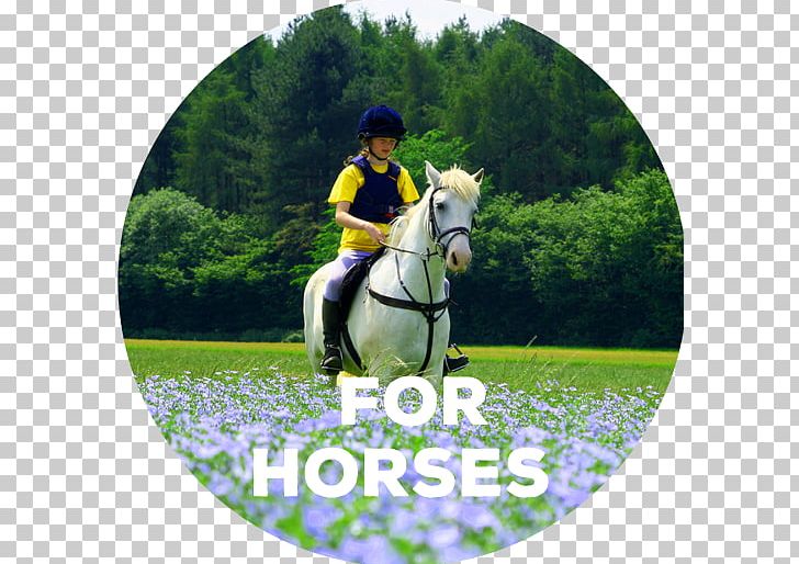 Stallion Eventing Horse Linseed Oil Pony PNG, Clipart, Animal, Bridle, English Riding, Equestrian, Equestrianism Free PNG Download