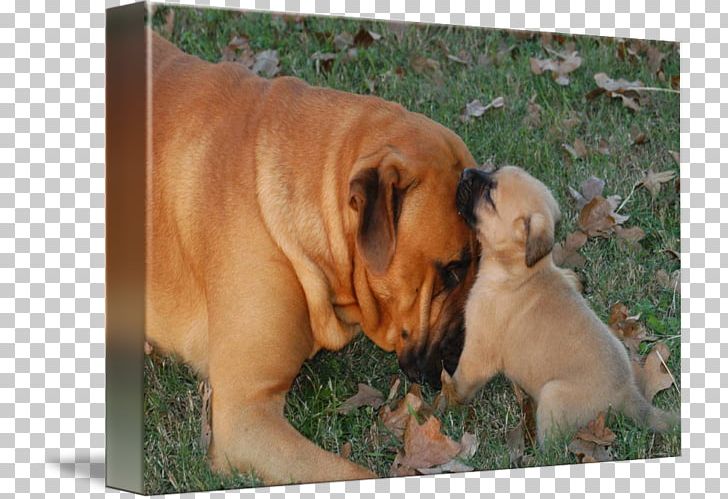 Toy Bulldog Dorset Olde Tyme Bulldogge Bullmastiff Boerboel Ori-Pei PNG, Clipart, Boerboel, Breed, Bulldog, Bullmastiff, Carnivoran Free PNG Download