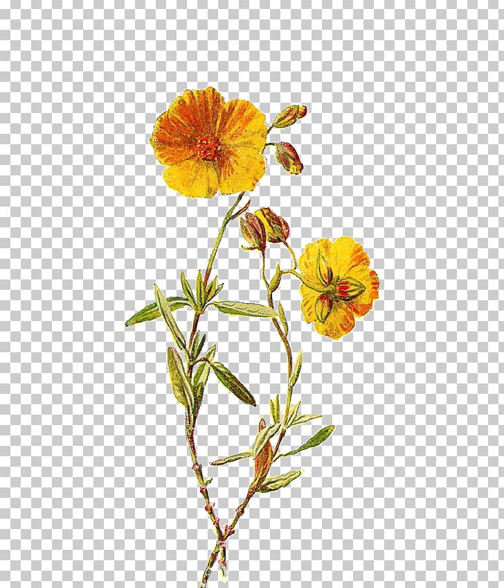 Familiar Wild Flowers Botanical Illustration Botany PNG, Clipart, Botanical Illustration, Botany, Clip Art, Color, Drawing Free PNG Download