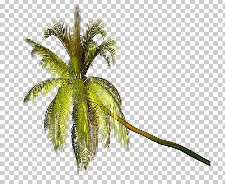 Coconut Photography PNG, Clipart, Agac Resimleri, Arecaceae, Arecales, Art, Coconut Free PNG Download