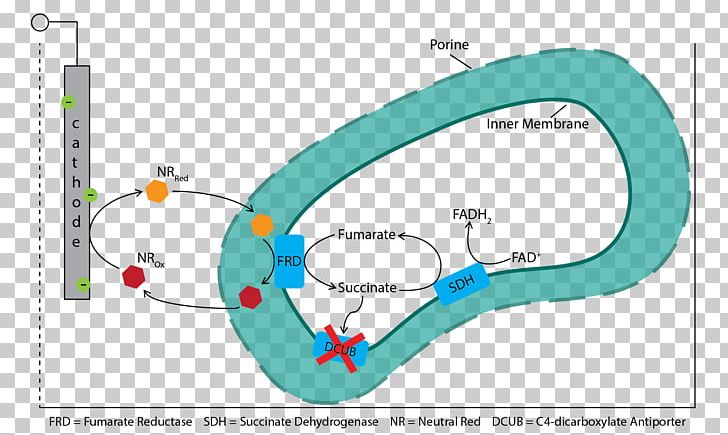 Fumarate Reductase Succinate Dehydrogenase Succinic Acid Cytochrome C Fumaric Acid PNG, Clipart, Anaerobic Respiration, Angle, Area, Cell, Cell Membrane Free PNG Download