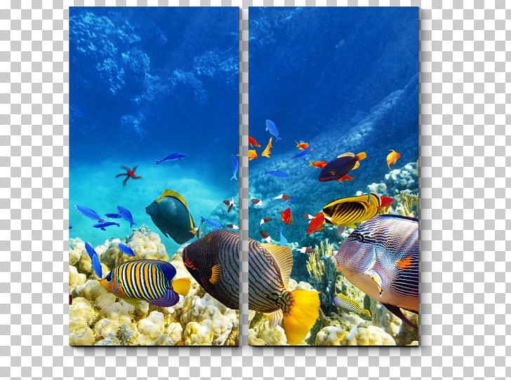 Great Blue Hole Belize Barrier Reef Great Barrier Reef Belize City Cairns PNG, Clipart, Aquarium, Australia, Belize, Belize Barrier Reef, Belize City Free PNG Download