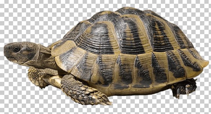 Hermann's Tortoise PNG, Clipart, Animals, Tortoises Free PNG Download