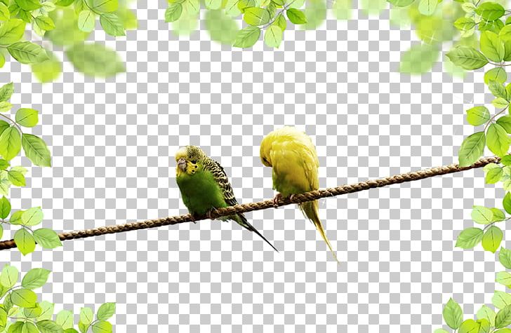 Parrot Landscape PNG, Clipart, Animals, Beak, Bird, Birds, Branch Free PNG Download