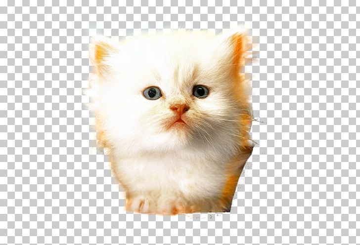Ragamuffin Cat Minuet Cat Whiskers Domestic Long-haired Cat Domestic Short-haired Cat PNG, Clipart, Animals, Asian Semi Longhair, British Semi Longhair, Carnivoran, Cat Free PNG Download