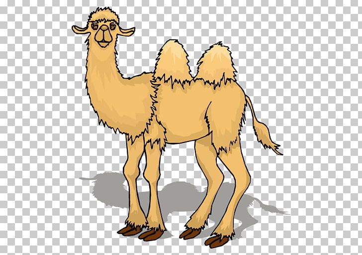 Camel Animation Cartoon PNG, Clipart, Animal, Animals, Arabian Camel, Came, Camel Cartoon Free PNG Download