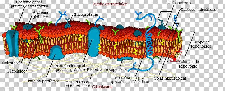 Cell Membrane Biological Membrane Biology PNG, Clipart, Biological Membrane, Biology, Cell, Cell Biology, Cell Membrane Free PNG Download