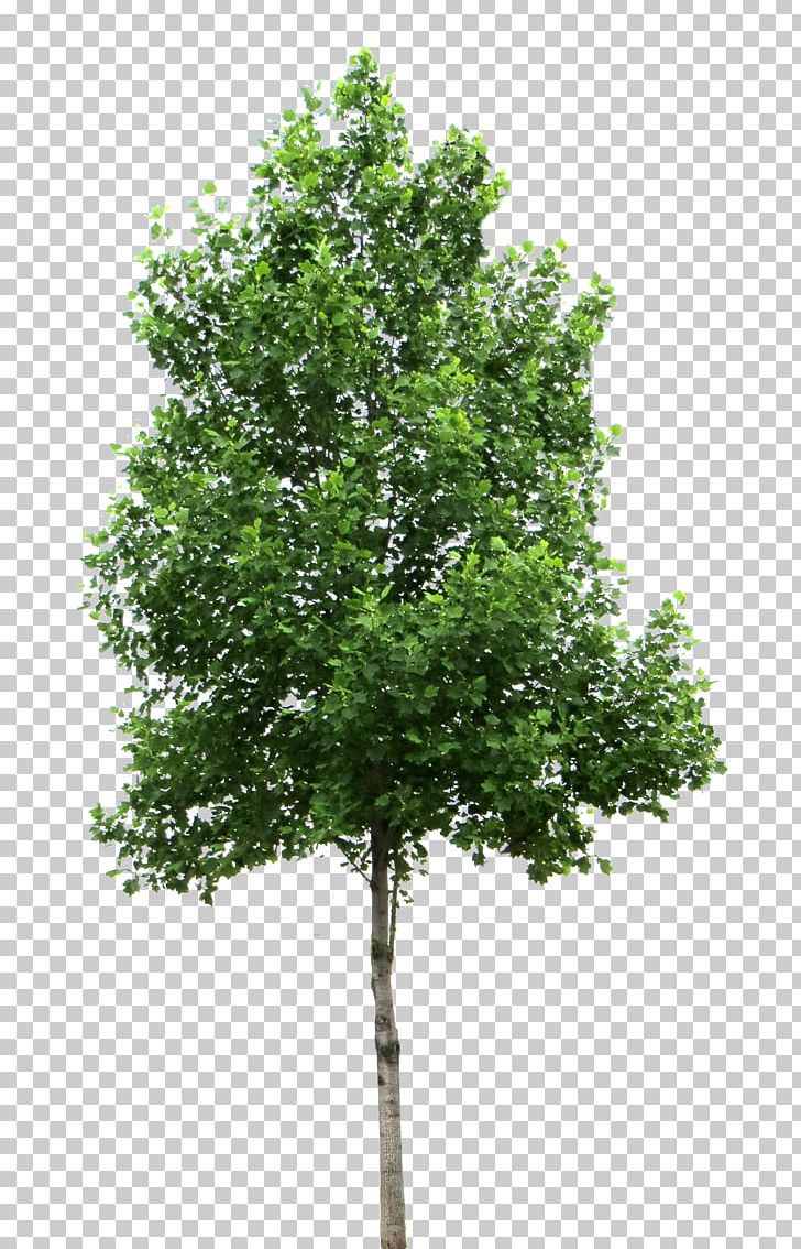 Tree Birch PNG, Clipart, Birch, Branch, Clip Art, Evergreen, Fibrous Root System Free PNG Download