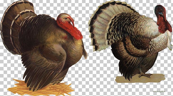Turkey PNG, Clipart, Turkey Free PNG Download