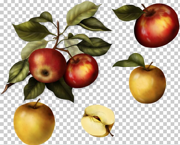 Apple Fotosearch Stock Photography PNG, Clipart, Food, Fruit, Fruit Nut, Mcintosh, Natural Foods Free PNG Download