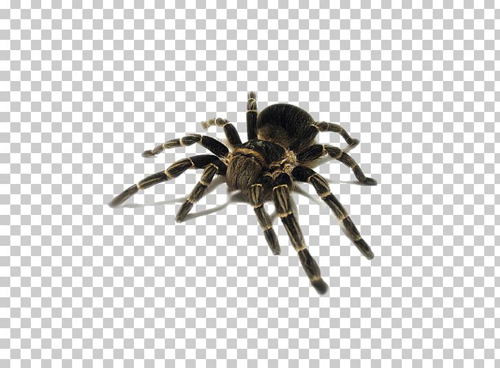 Cat Spider Insect Pest Tarantula PNG, Clipart, Animal, Animals, Arachnid, Arthropod, Cat Free PNG Download