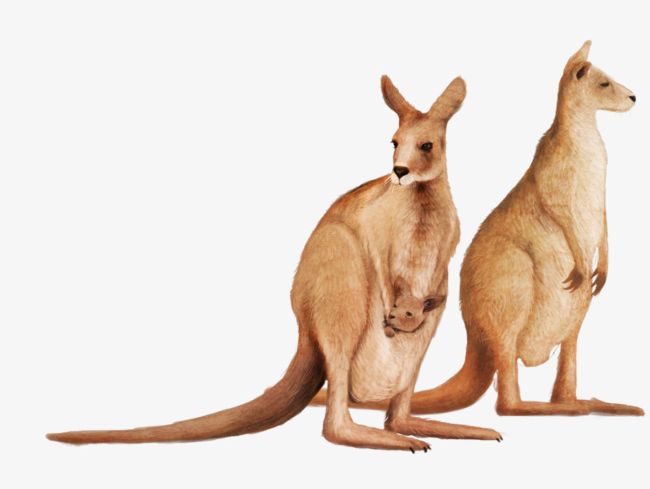 Cute Kangaroo PNG, Clipart, Animal, Animals, Cartoon, Cute, Cuteness Free PNG Download
