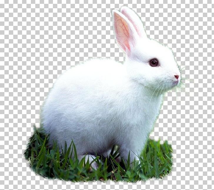Domestic Rabbit Pet Animal European Rabbit PNG, Clipart, Animal, Animals, Animal Shelter, Animal Testing, Bird Free PNG Download