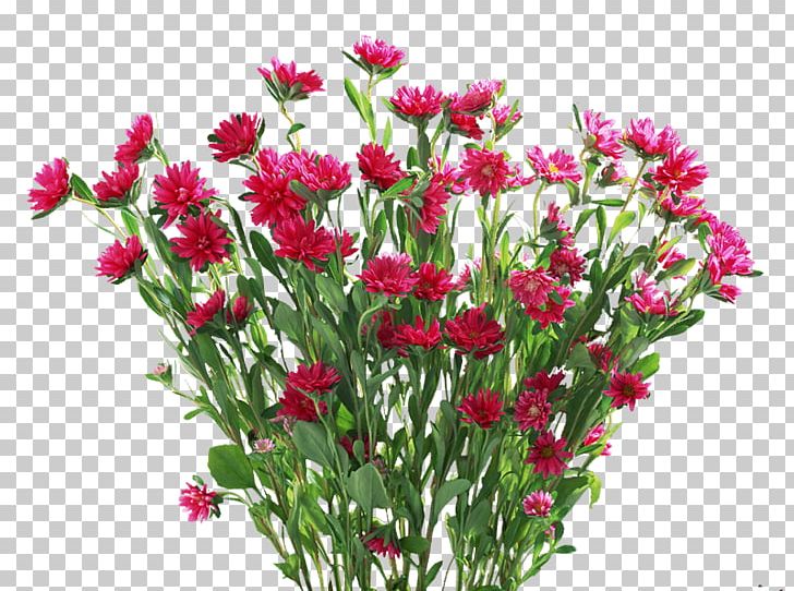 Flower Plant Carnation PNG, Clipart, Annual Plant, Aster, Bedding, Chrysanthemum, Chrysanths Free PNG Download