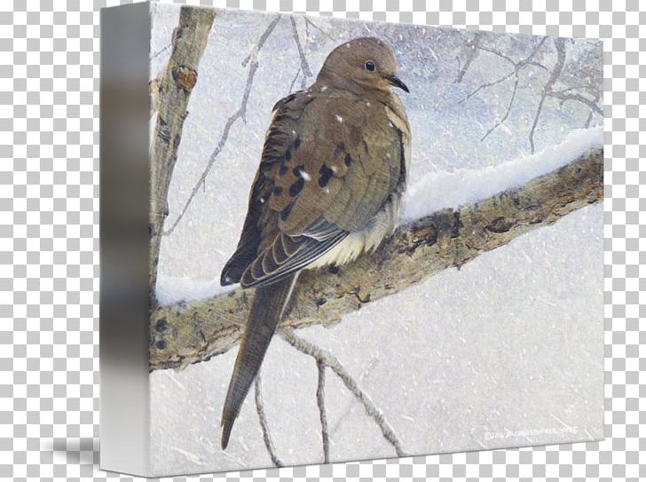 Hawk Fauna Wood Beak American Sparrows PNG, Clipart, American Sparrows, Beak, Bird, Emberizidae, Fauna Free PNG Download
