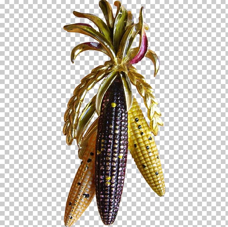 Plant Fruit PNG, Clipart, Food Drinks, Fruit, Plant Free PNG Download