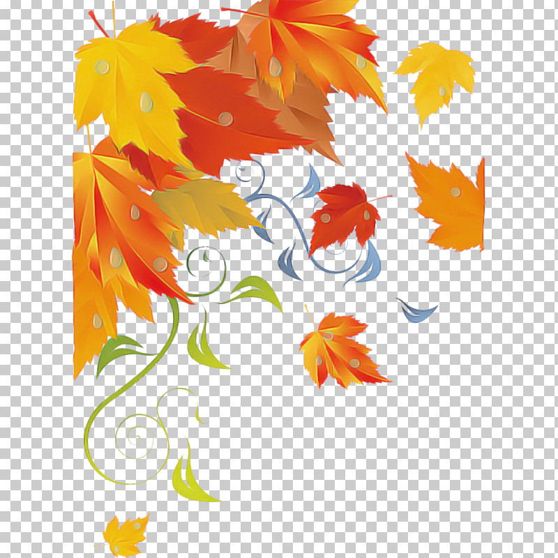 Maple Leaf PNG, Clipart, Acer Nigrum, Branch, Deciduous, Evergreen, Japanese Maple Free PNG Download