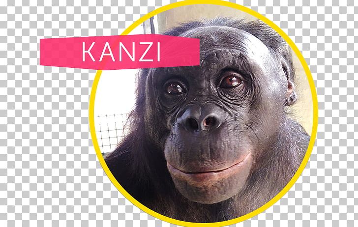 Common Chimpanzee Gorilla Ape Cognition And Conservation Initiative Kanzi Bonobo PNG, Clipart, Ape, Bonobo, Chimpanzee, Common Chimpanzee, Dog Breed Free PNG Download
