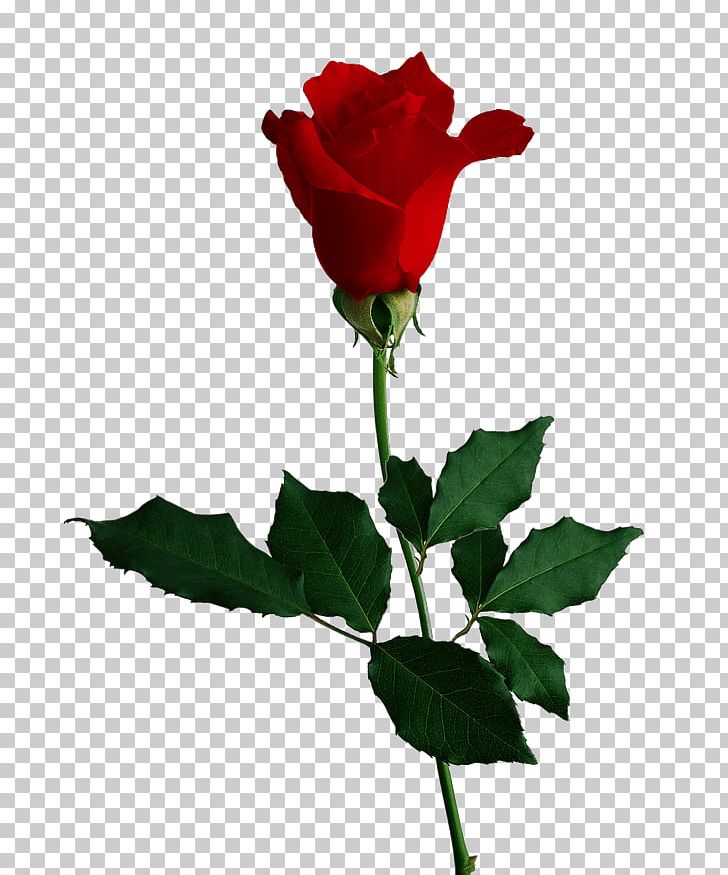 Rose PNG, Clipart, Rose Free PNG Download