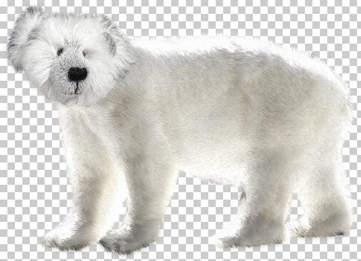 West Highland White Terrier Polar Bear Rare Breed (dog) PNG, Clipart, Animal, Animals, Bear, Breed Group Dog, Canidae Free PNG Download
