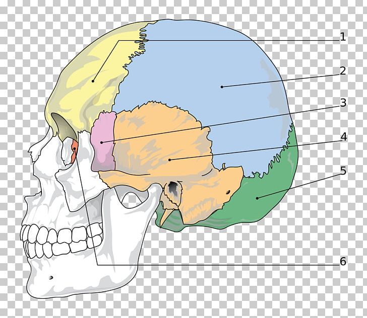 Skull Sphenoid Bone Facial Skeleton Parietal Bone PNG, Clipart, Anatomy, Axial Skeleton, Bone, Bones, Ear Free PNG Download