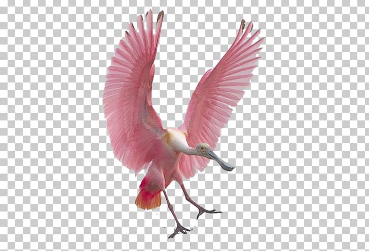 Bird Flight Spoonbills Roseate Spoonbill Feather PNG, Clipart, Animal, Animals, Beak, Bird, Bird Flight Free PNG Download