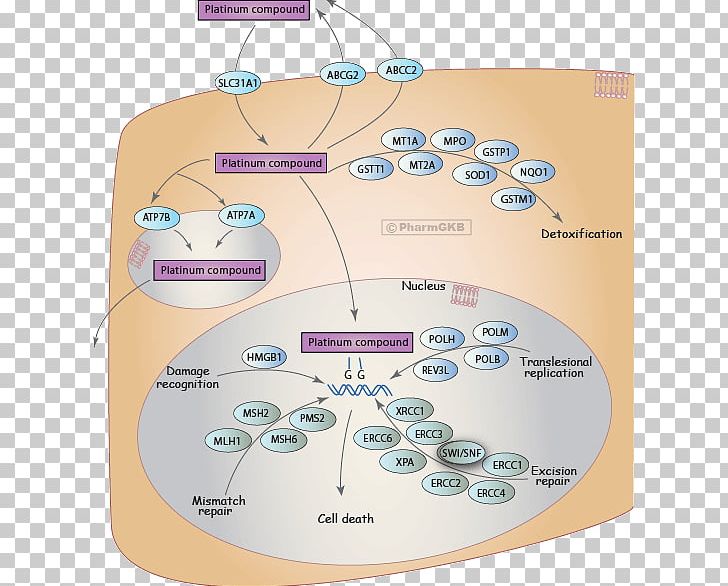 Pharmacokinetics Metabolic Pathway Carboplatin Drug Metabolism Cisplatin PNG, Clipart, Biological Pathway, Carboplatin, Cisplatin, Diagram, Drug Free PNG Download