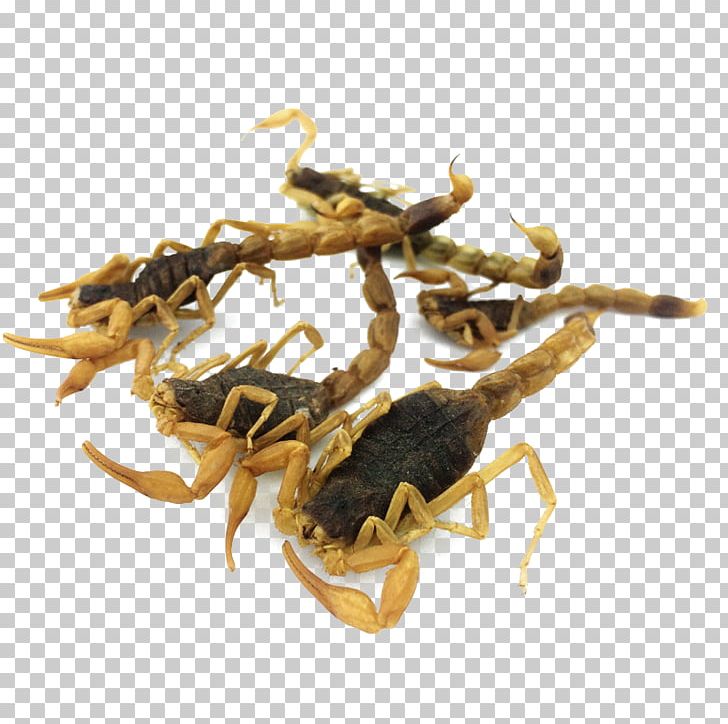 Scorpion Chinese Herbology Crude Drug PNG, Clipart, Animal Source Foods, Caterpillar Fungus, Chinese Lantern, Chinese Style, Food Free PNG Download