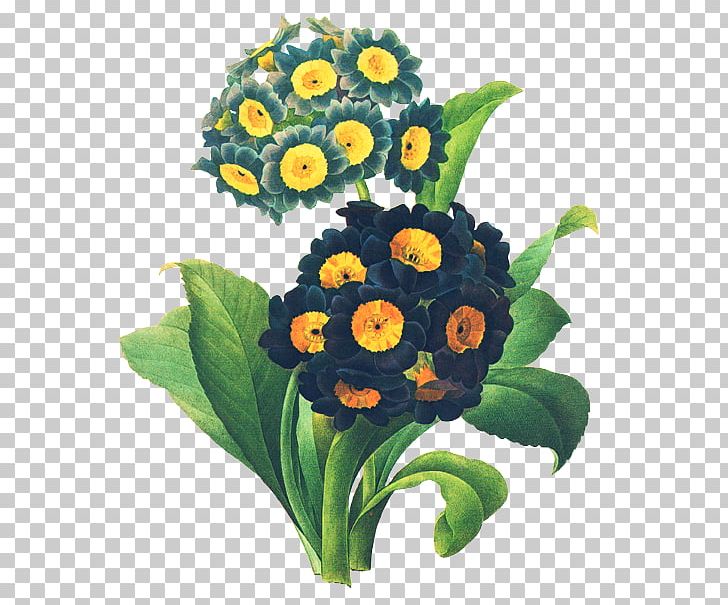 Choix Des Plus Belles Fleurs Botanical Illustration Botany Printing PNG, Clipart, Belles, Botanical Illustration, Botany, Fleurs, Others Free PNG Download