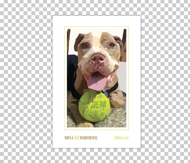 Dog Breed American Pit Bull Terrier Snout PNG, Clipart, American Pit Bull Terrier, Breed, Bull, Carnivoran, Dog Free PNG Download