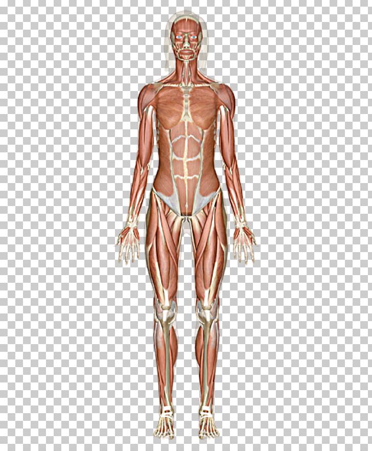 The Muscular System Skeletal Muscle Human Body PNG, Clipart, Abdomen, Anatomy, Arm, Back, Biology Free PNG Download