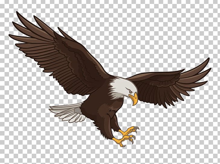 Bald Eagle Graphics Stock Photography Illustration PNG, Clipart, Accipitriformes, Bald Eagle, Beak, Bird, Bird Of Prey Free PNG Download