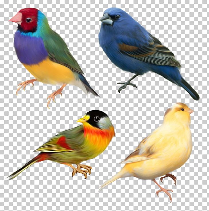 Domestic Canary Bird Finch Sparrow PNG, Clipart, Animals, Atlantic Canary, Beak, Bird, Birds Free PNG Download