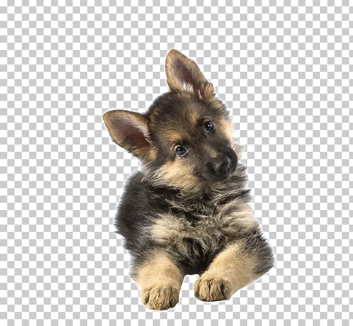 German Shepherd Puppy Labrador Retriever Golden Retriever White Shepherd PNG, Clipart, Animals, Baby, Belgian Shepherd, Carnivoran, Dog Free PNG Download