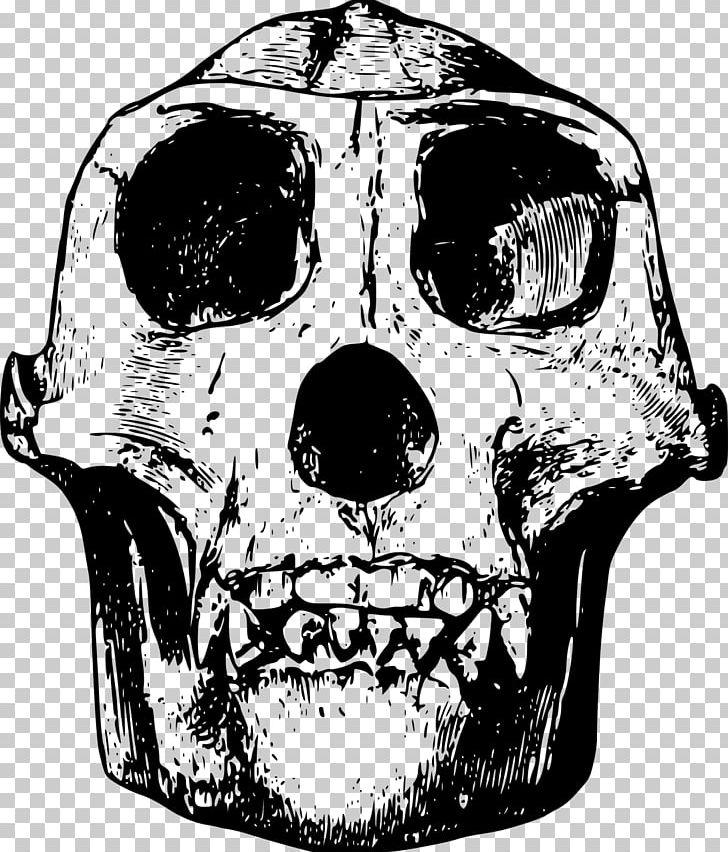 Gorilla Orangutan Animal Skulls PNG, Clipart, Anatomy, Animal, Animals, Animal Skulls, Black And White Free PNG Download