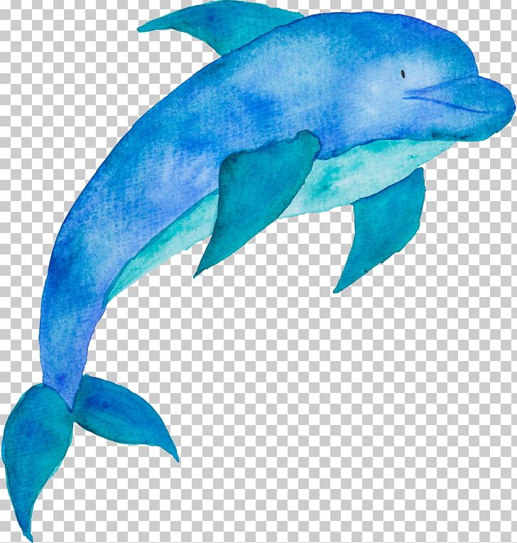 Portable Network Graphics Poster Cetacea Illustration PNG, Clipart, Animals, Digital Image, Dolphin, Fauna, Fin Free PNG Download