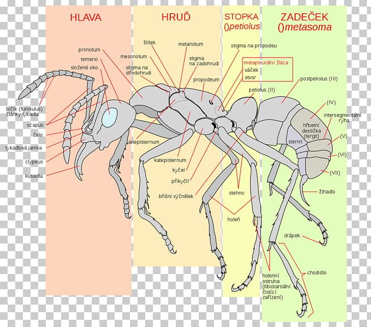 Ant Insect Apocrita Anatomy Human Body PNG, Clipart, Abdomen, Acromyrmex, Anatomy, Angle, Animals Free PNG Download