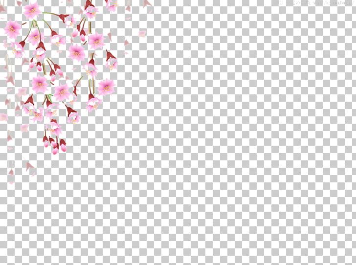 Cherry Blossom Flower PNG, Clipart, Angle, Blossom, Blossoms, Cerasus, Cherry Free PNG Download